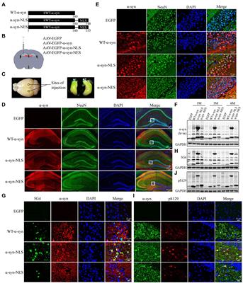Nuclear localization of alpha-synuclein affects the cognitive and motor behavior of mice by inducing DNA damage and abnormal cell cycle of hippocampal neurons